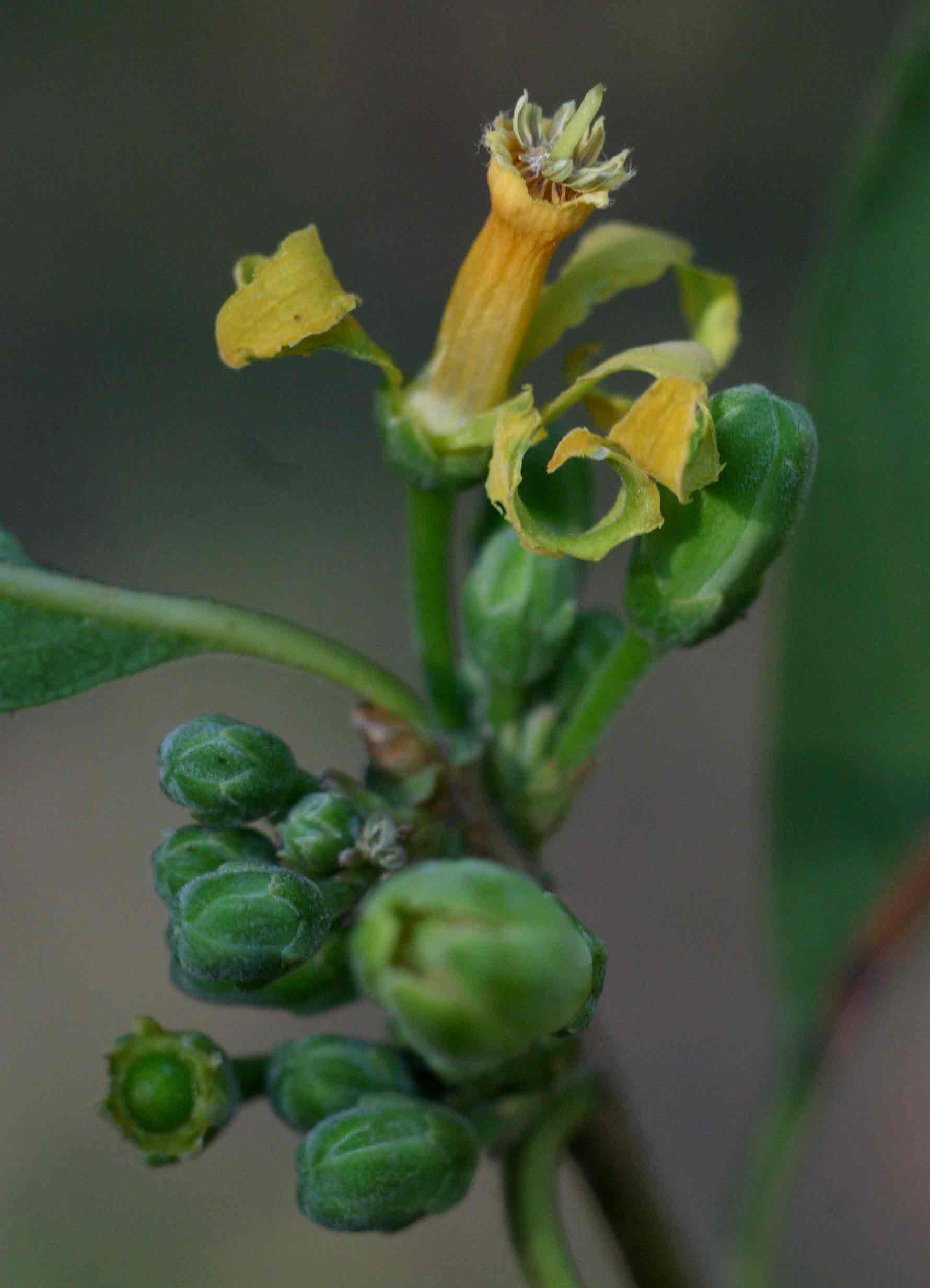 Turraea zambesica