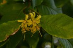 Turraea zambesica