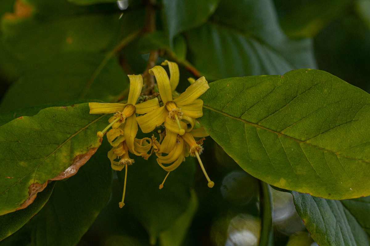 Turraea zambesica