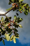 Ekebergia benguelensis