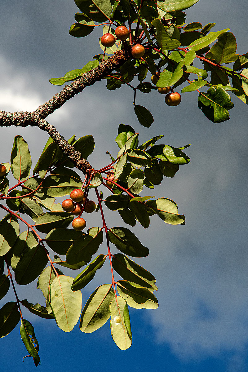 Ekebergia benguelensis