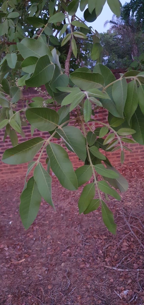 Ekebergia capensis