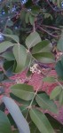 Ekebergia capensis