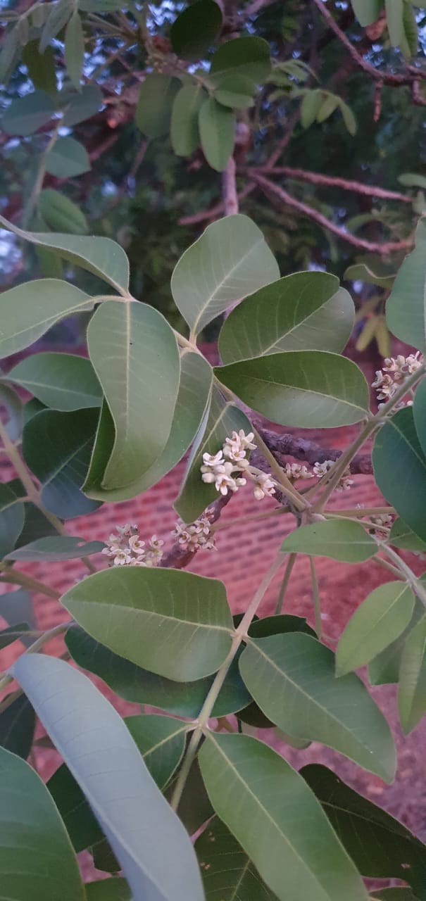 Ekebergia capensis