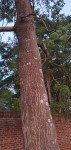 Ekebergia capensis