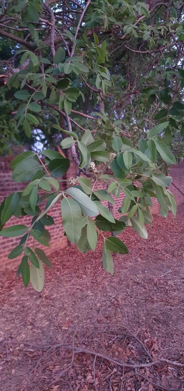 Ekebergia capensis