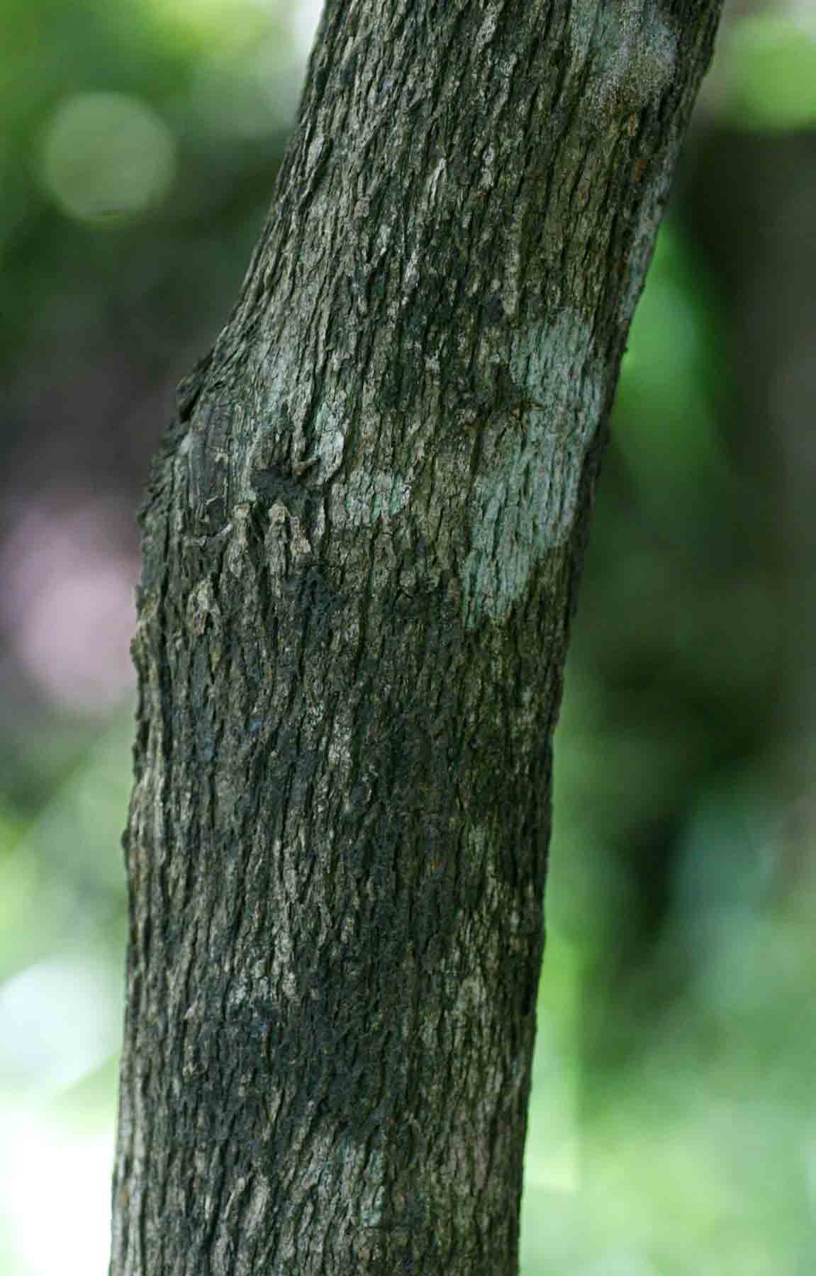 Trichilia capitata