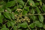 Trichilia capitata