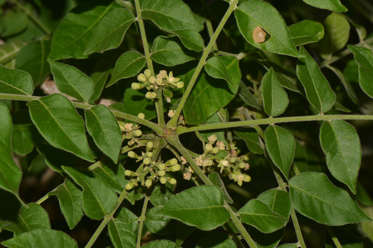 Trichilia capitata