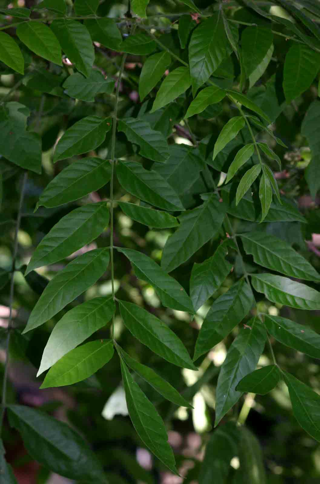 Trichilia capitata