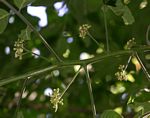 Trichilia capitata