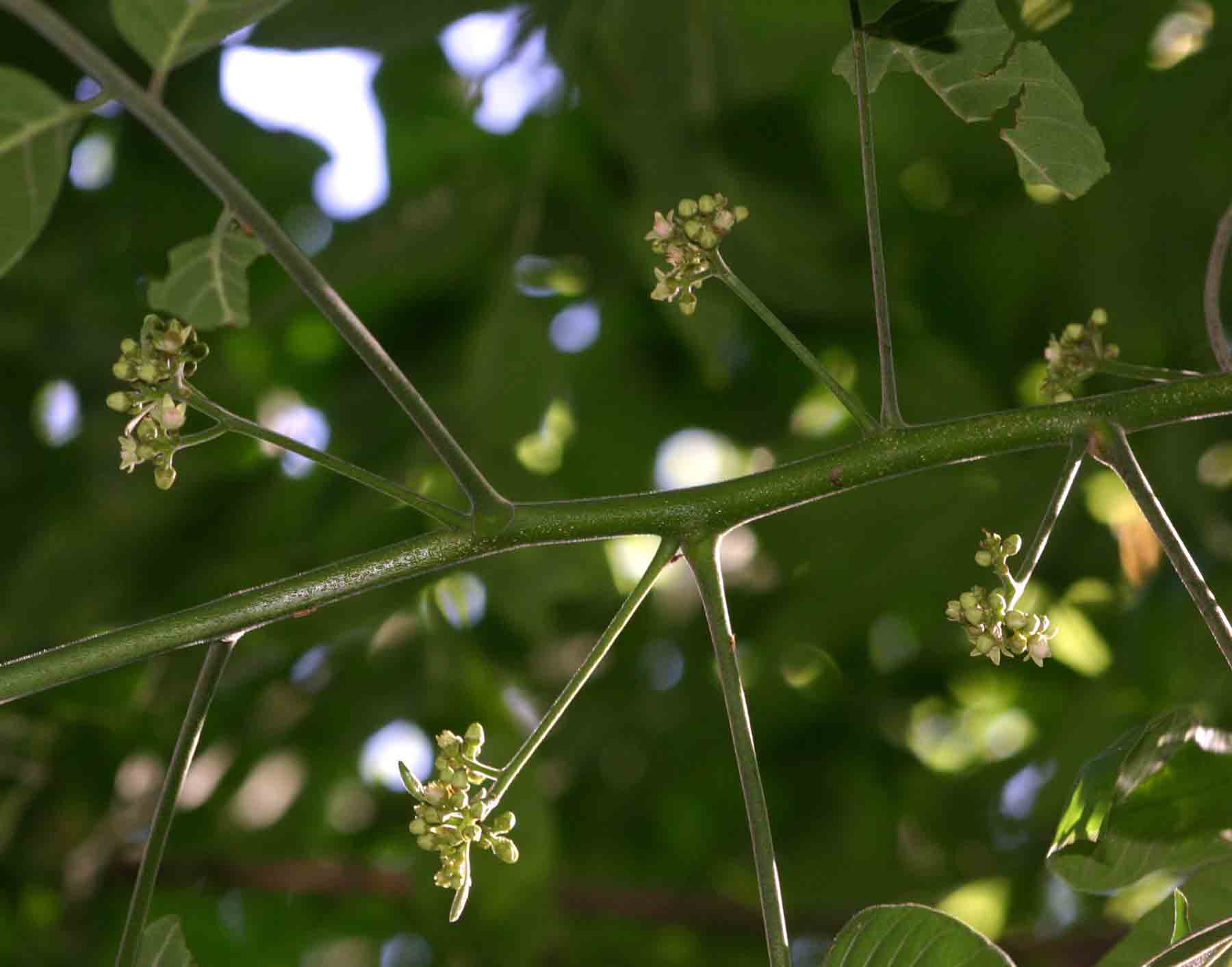 Trichilia capitata