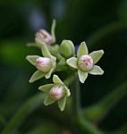 Trichilia capitata