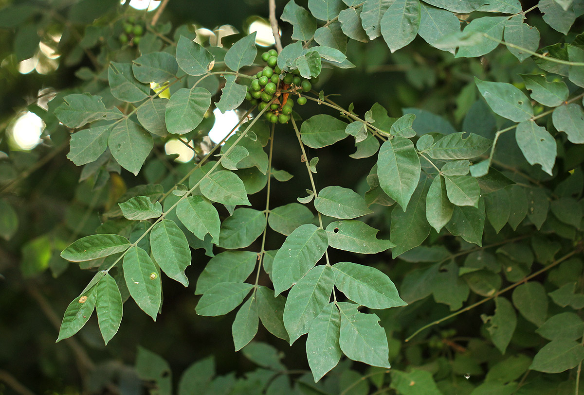 Trichilia capitata