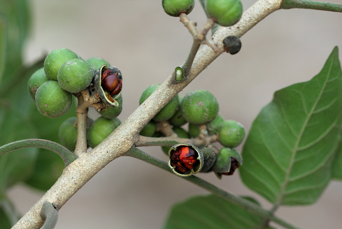 Trichilia capitata