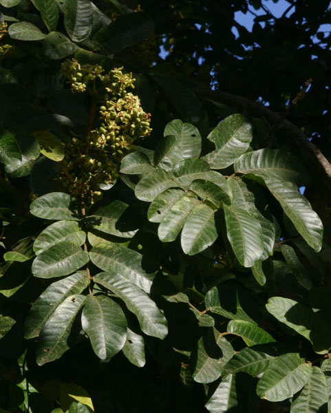 Trichilia emetica subsp. emetica