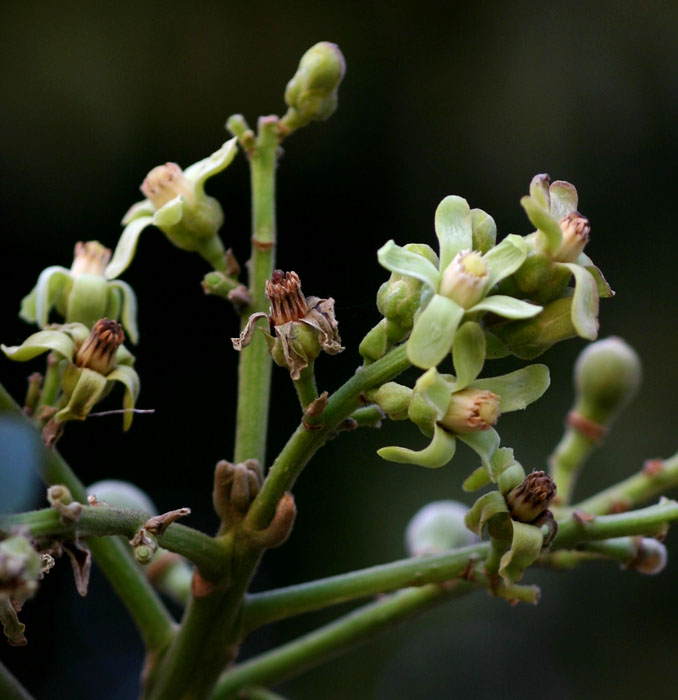 Trichilia emetica subsp. emetica