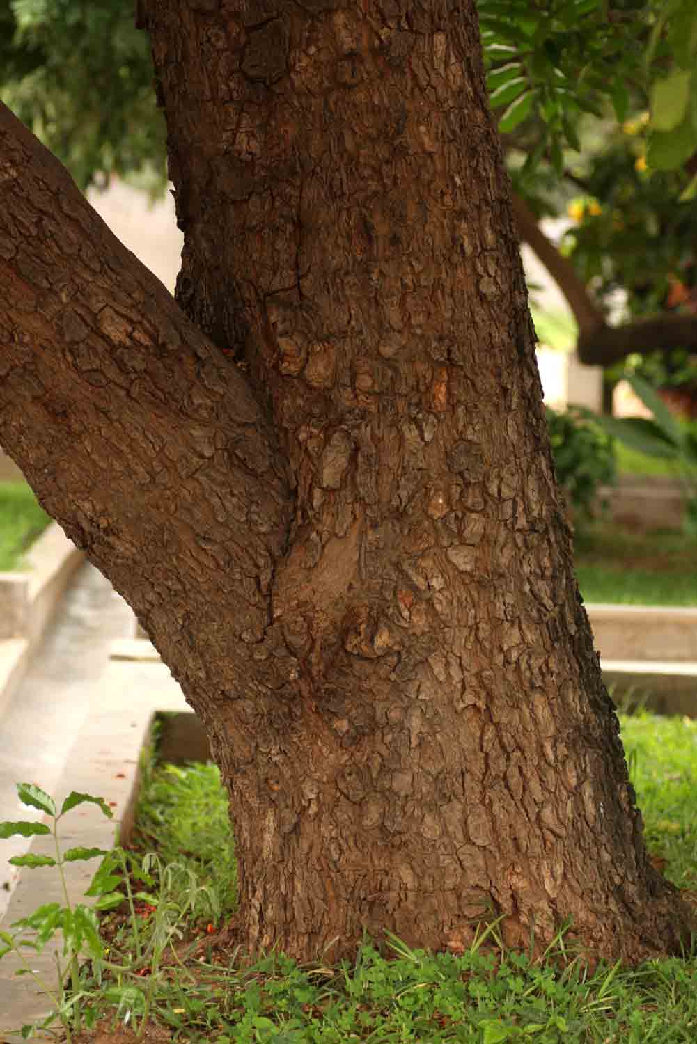 Trichilia emetica subsp. emetica