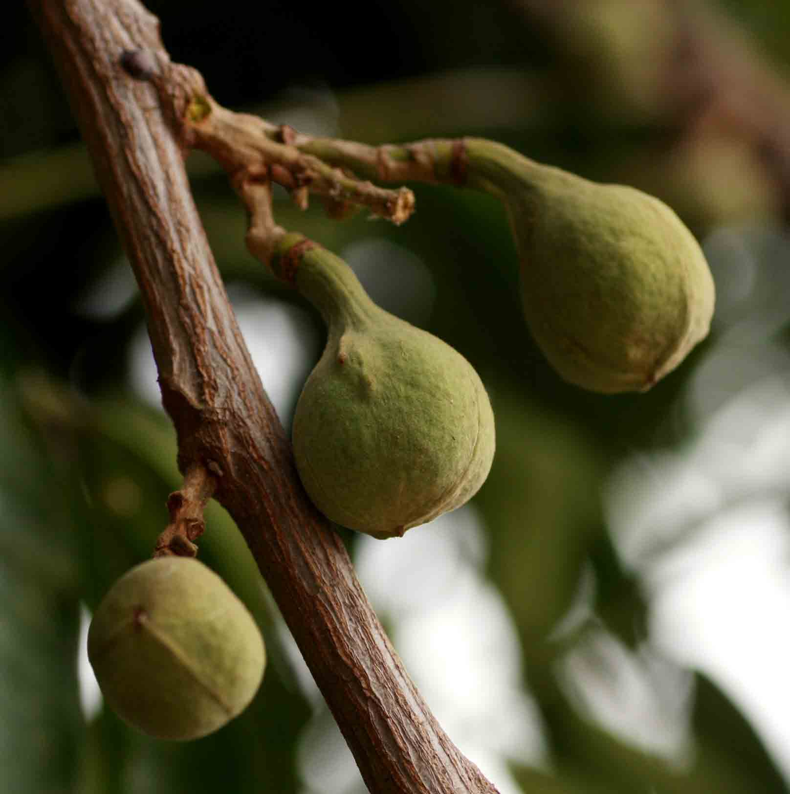 Trichilia emetica subsp. emetica