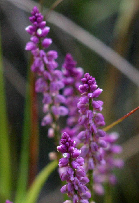 Polygala africana