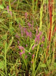 Polygala africana