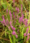 Polygala africana