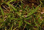 Polygala albida subsp. albida