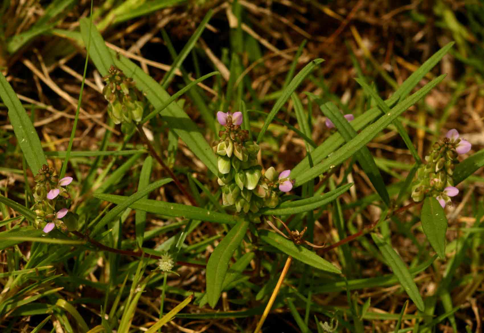 Polygala albida subsp. albida