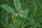 Polygala albida subsp. albida