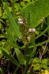Polygala albida subsp. albida