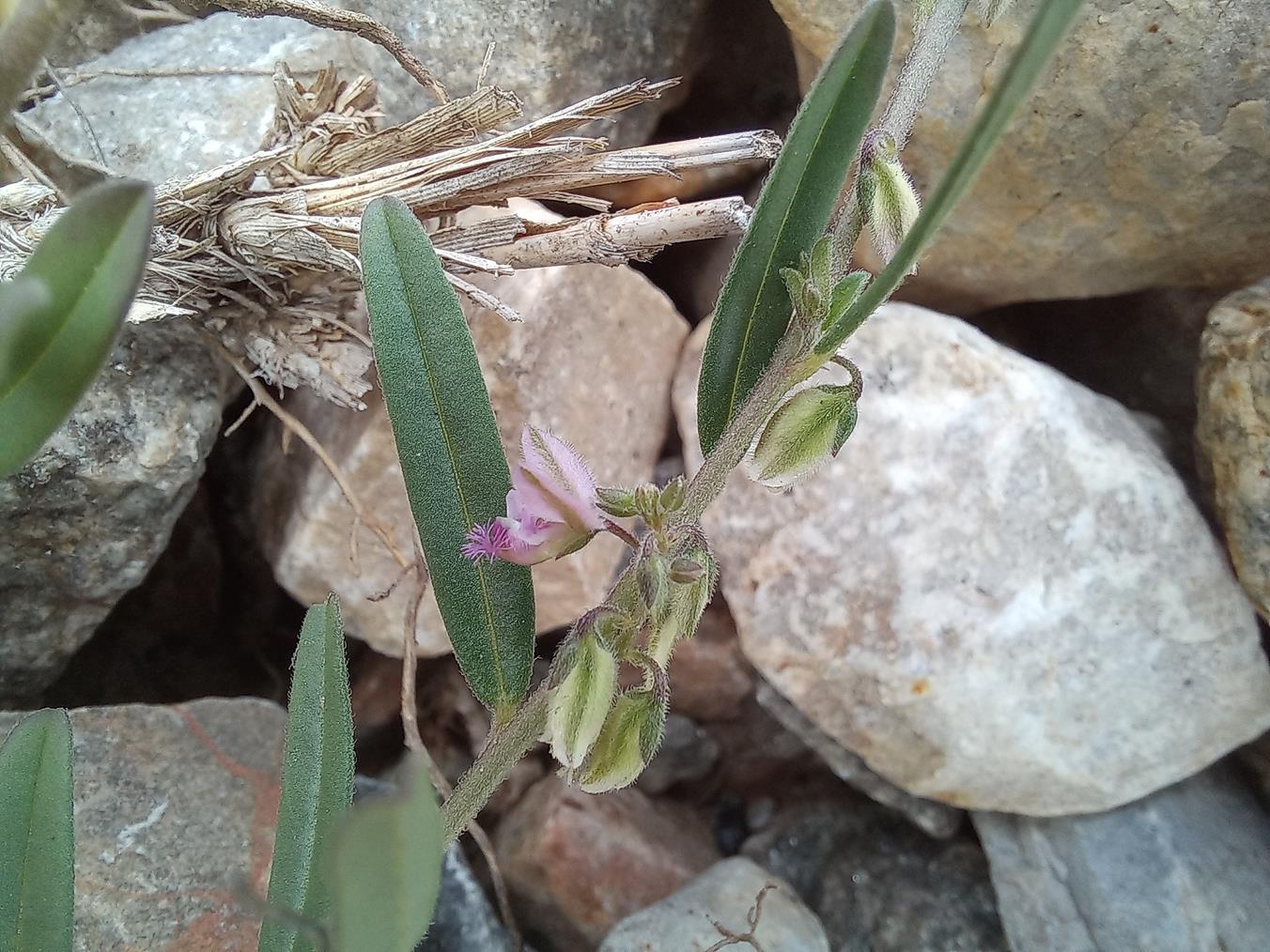 Polygala erioptera