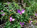 Polygala gazensis