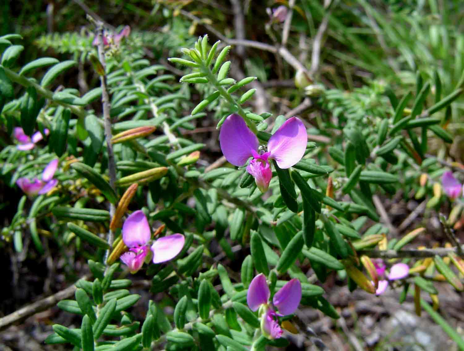 Polygala gazensis