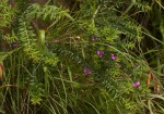 Polygala gazensis
