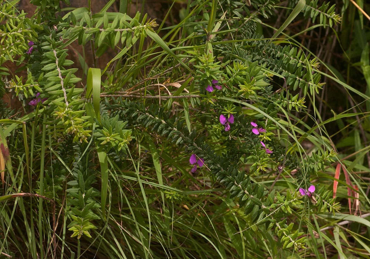 Polygala gazensis
