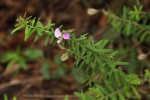 Polygala gazensis