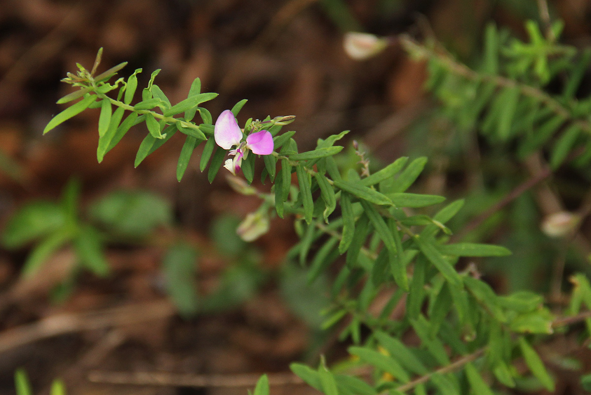 Polygala gazensis
