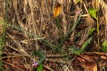 Polygala gazensis
