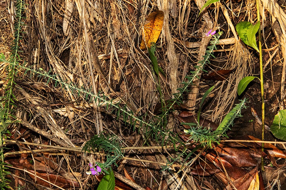Polygala gazensis