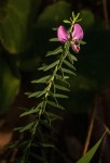 Polygala gazensis