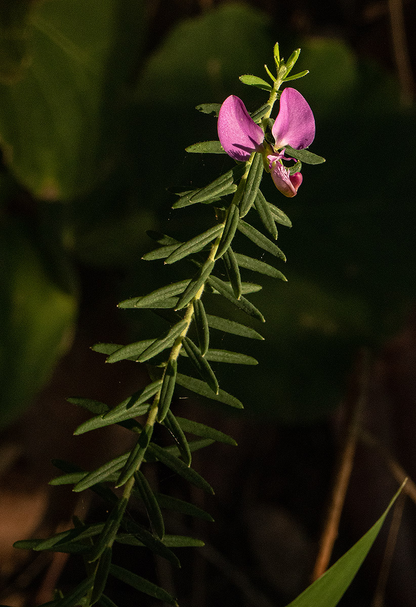 Polygala gazensis