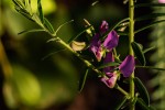Polygala gazensis