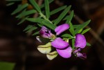 Polygala gazensis