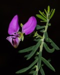 Polygala gazensis