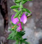 Polygala gazensis