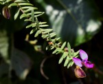 Polygala gazensis
