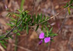 Polygala gazensis