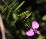 Polygala gazensis