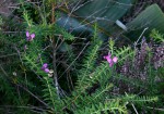 Polygala gazensis