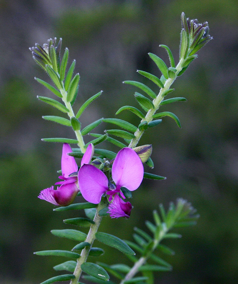 Polygala gazensis